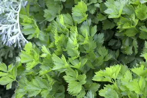 Apium graveolens P9 - afbeelding 3