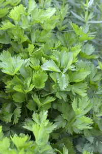 Apium graveolens var. secalinum (par cel) P9