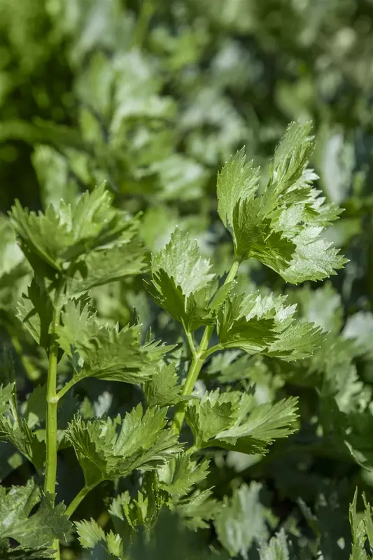 Apium graveolens var. secalinum (par cel) P9 - afbeelding 5