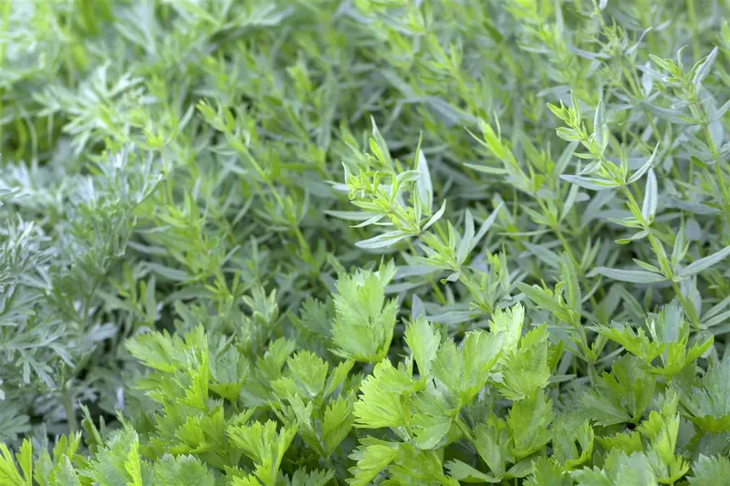 Apium graveolens var. secalinum (par cel) P9 - afbeelding 2