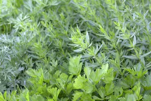 Apium graveolens var. secalinum (par cel) P9 - afbeelding 2