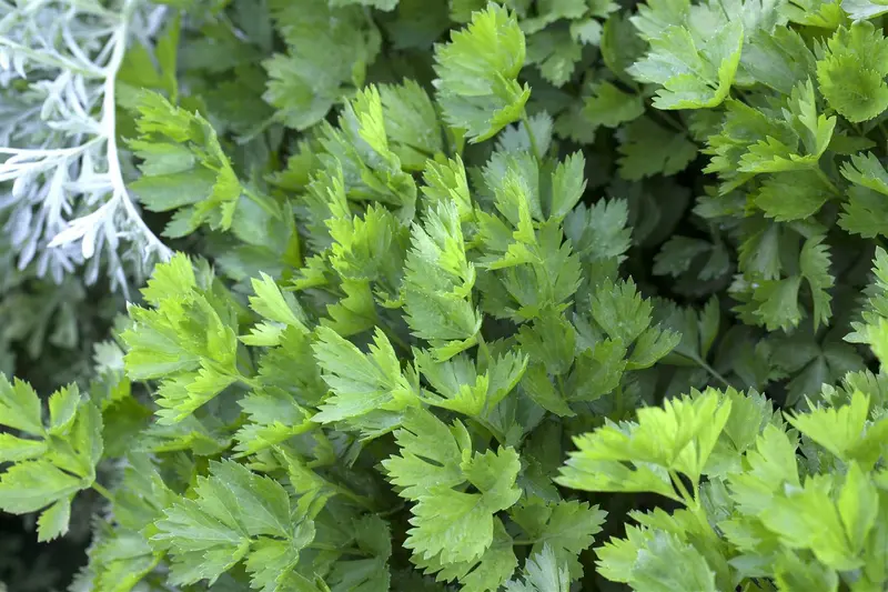 Apium graveolens var. secalinum (par cel) P9 - afbeelding 3