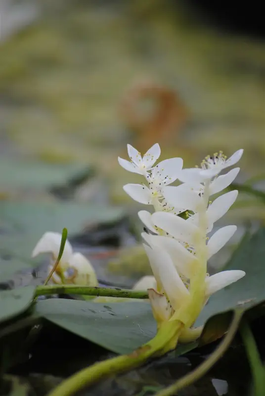 Aponogeton distachyos C3
