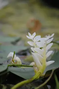 Aponogeton distachyos C3