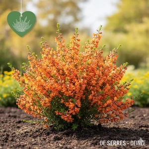 Cytisus x praecox 'Apricot Gem' C (40- 60)