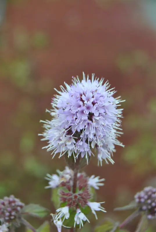 mentha aquatica P9