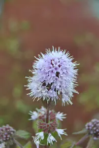 mentha aquatica P9