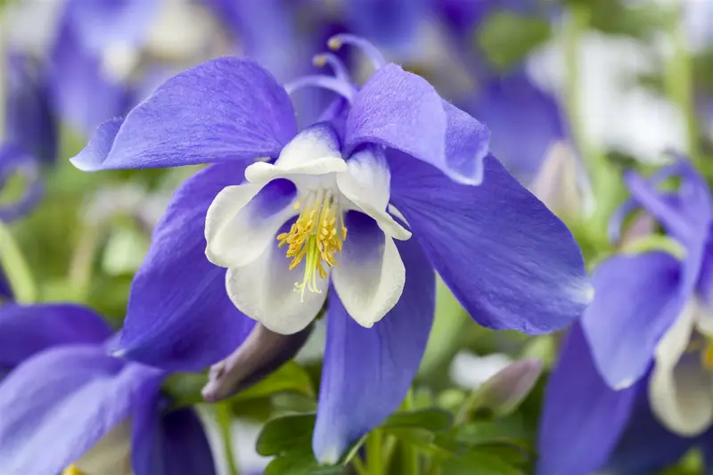 Spring Magic® Navy & White - afbeelding 1