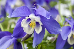 Spring Magic® Navy & White - afbeelding 5