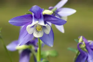 Spring Magic® Navy & White - afbeelding 2