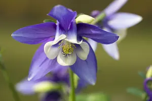 Spring Magic® Navy & White - afbeelding 3