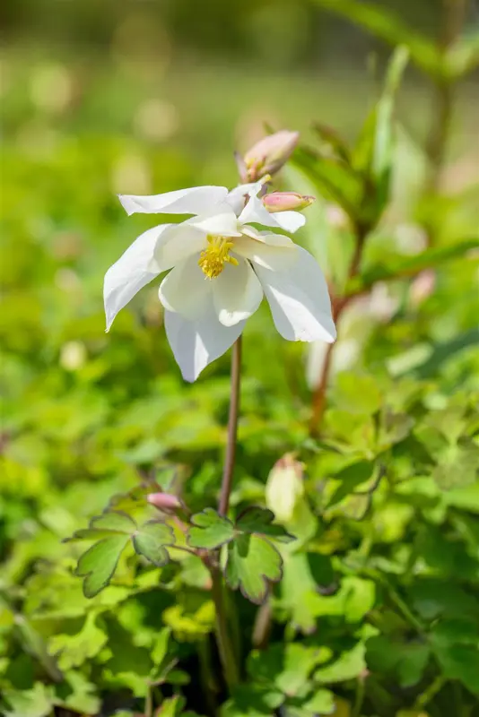 Spring Magic® White - afbeelding 6