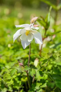Spring Magic® White - afbeelding 6