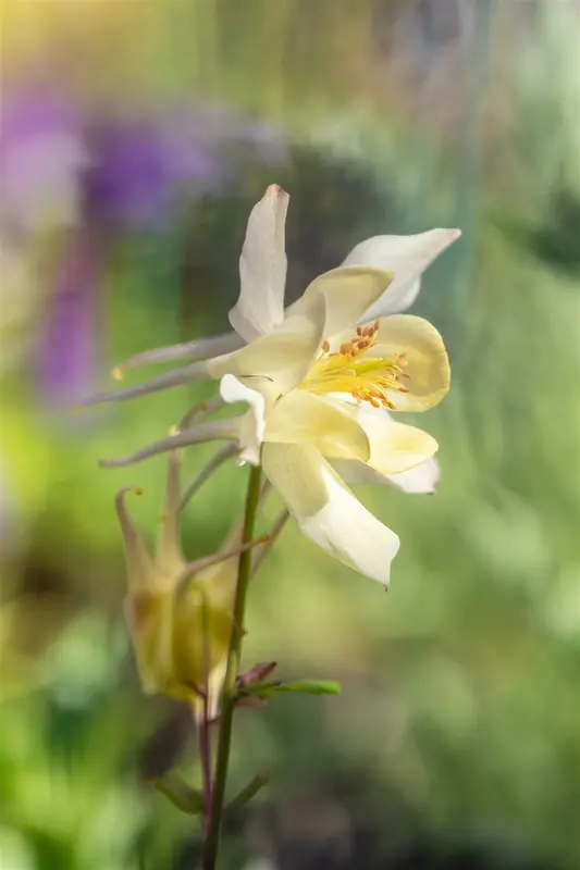 Spring Magic® Yellow - afbeelding 8