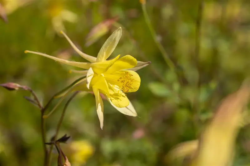 Spring Magic® Yellow - afbeelding 5