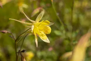 Spring Magic® Yellow - afbeelding 5
