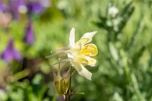 Spring Magic® Yellow - afbeelding 7
