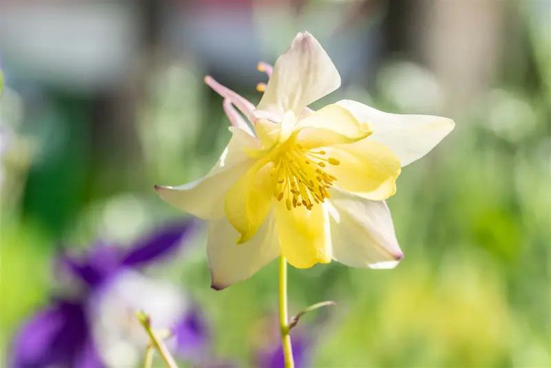 Spring Magic® Yellow - afbeelding 6