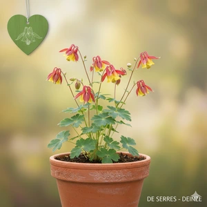 Aquilegia canadensis 'Little Lanterns' P9