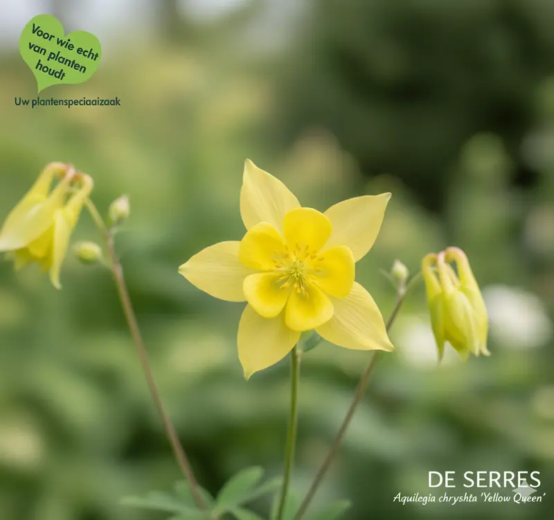 Aquilegia chrysantha 'Yellow Queen' P9