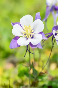 Aquilegia cult. 'Blue Star' P9