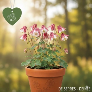 Aquilegia flabellata 'Cameo Rot-Weiß' P9