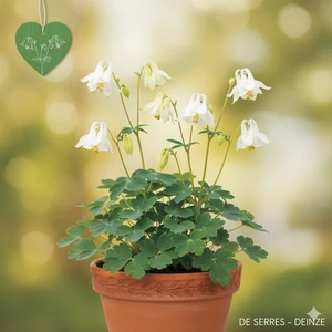 Aquilegia flabellata 'Cameo Weiß' P9