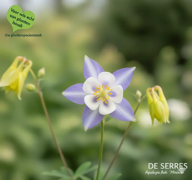 Aquilegia flabellata var. pumila 'Ministar' P9