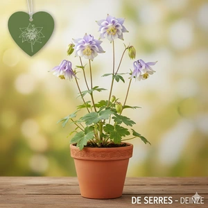 Aquilegia hybrida 'Mrs M. Nicholls' P9