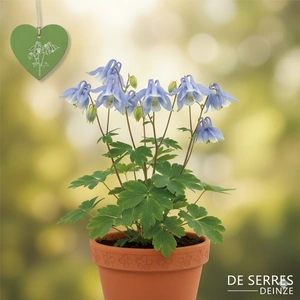 Aquilegia vulgaris 'Winky Early Sky Blue' P9