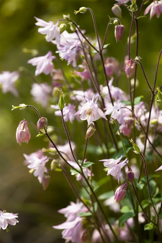 Aquilegia vulg. 'Grandmother's Garden' P9 - afbeelding 1