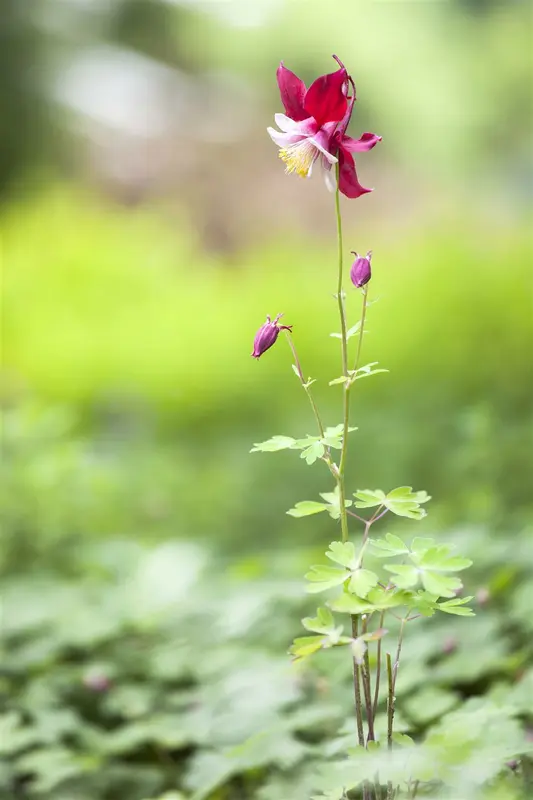 Aquilegia vulg. 'Grandmother's Garden' P9 - afbeelding 2