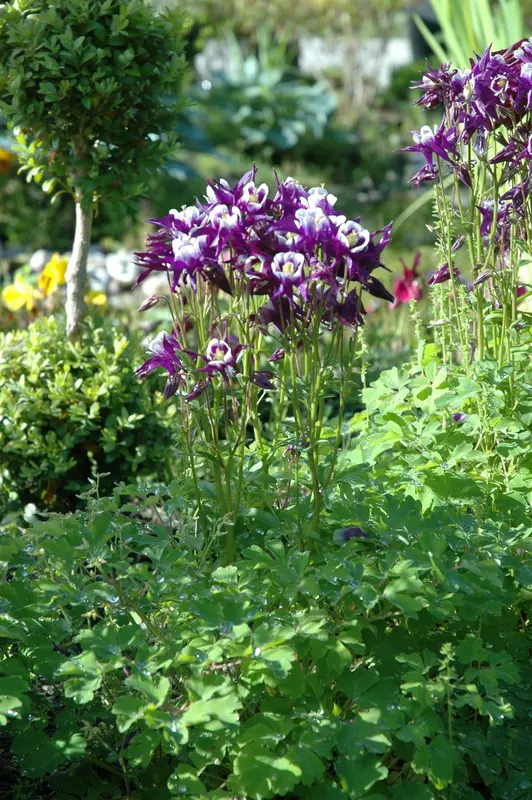 Aquilegia vulg. 'Grandmother's Garden' P9 - afbeelding 3