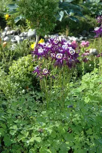 Aquilegia vulg. 'Grandmother's Garden' P9 - afbeelding 4