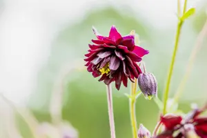 Aquilegia vulg. 'Rose Barlow' P9 - afbeelding 2