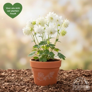 Aquilegia vulgaris 'White Barlow' P9