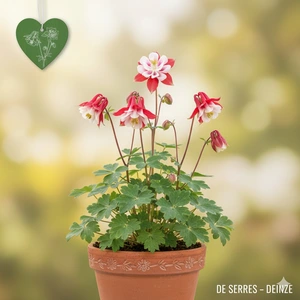 Aquilegia vulgaris 'Winky Double Red-White' P9