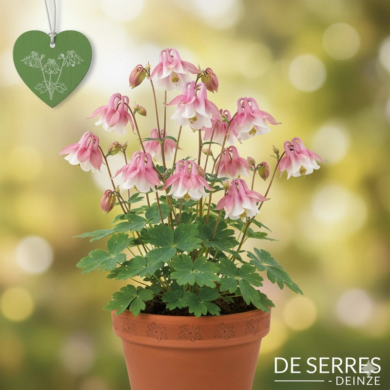 Aquilegia vulgaris 'Winky Double Rose-White' P9