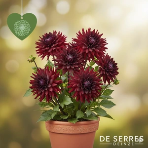 Dahlia 'Arabian Night'