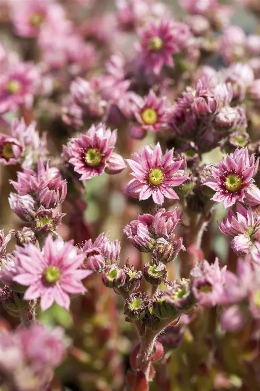 sempervivum arachnoideum P9 - afbeelding 1