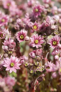 sempervivum arachnoideum P9 - afbeelding 5