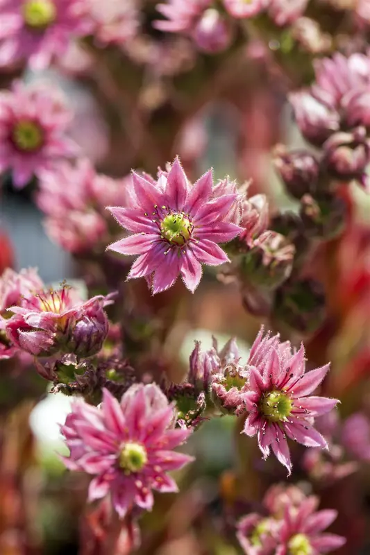 sempervivum arachnoideum P9 - afbeelding 3