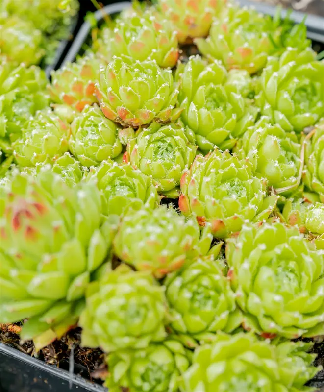 sempervivum arachnoideum P9 - afbeelding 5