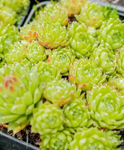 sempervivum arachnoideum P9 - afbeelding 5