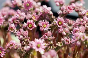 sempervivum arachnoideum P9 - afbeelding 2