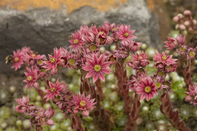 sempervivum arachnoideum P9 - afbeelding 4
