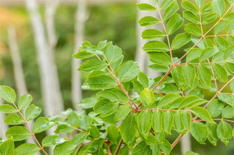 Aralia elata 100-125   C20 - afbeelding 2