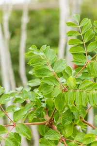 aralia elata (200-250 cm) - afbeelding 3