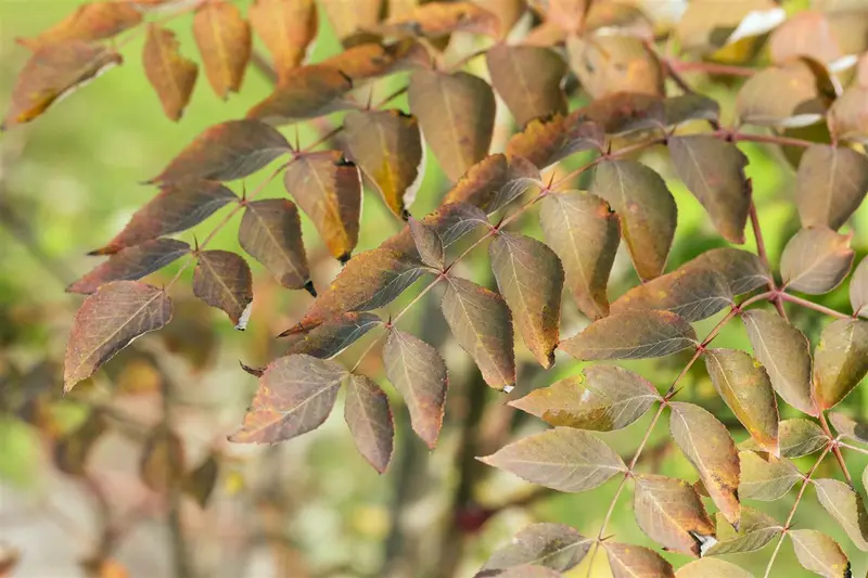 aralia elata (200-250 cm) - afbeelding 1
