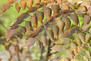 aralia elata (200-250 cm) - afbeelding 3
